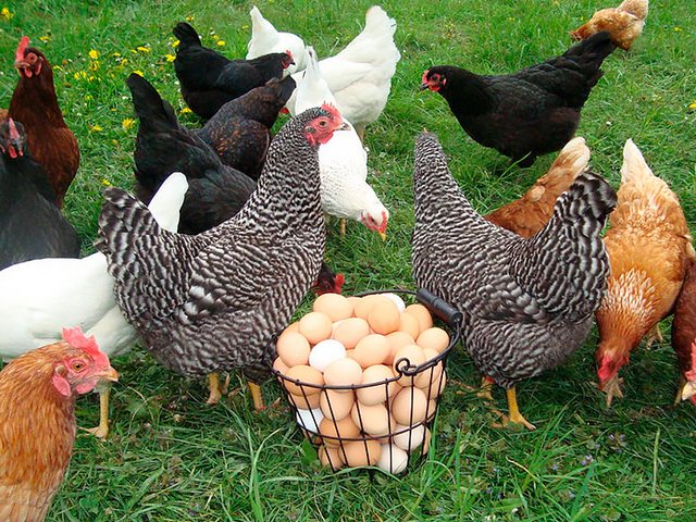 Содержание кур и уход за ними | ЗооТом - продажа, вязка и услуги для животных в Балее