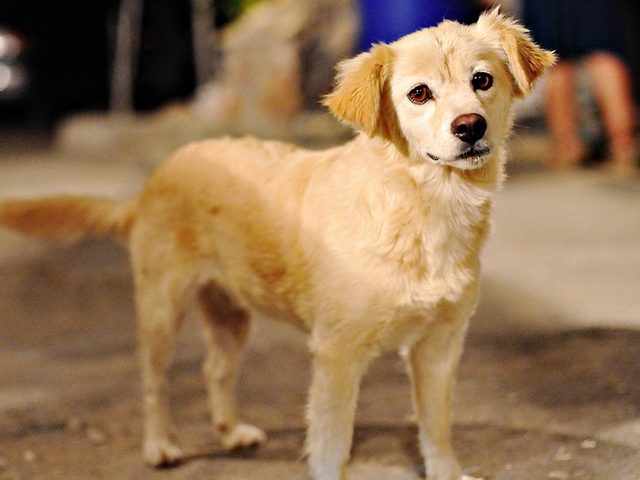Породы собак в Балее | ЗооТом портал о животных