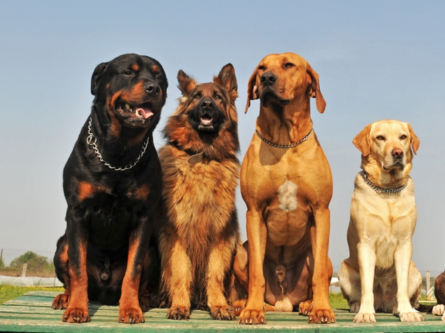 Крупные породы собак в Балее | ЗооТом портал о животных